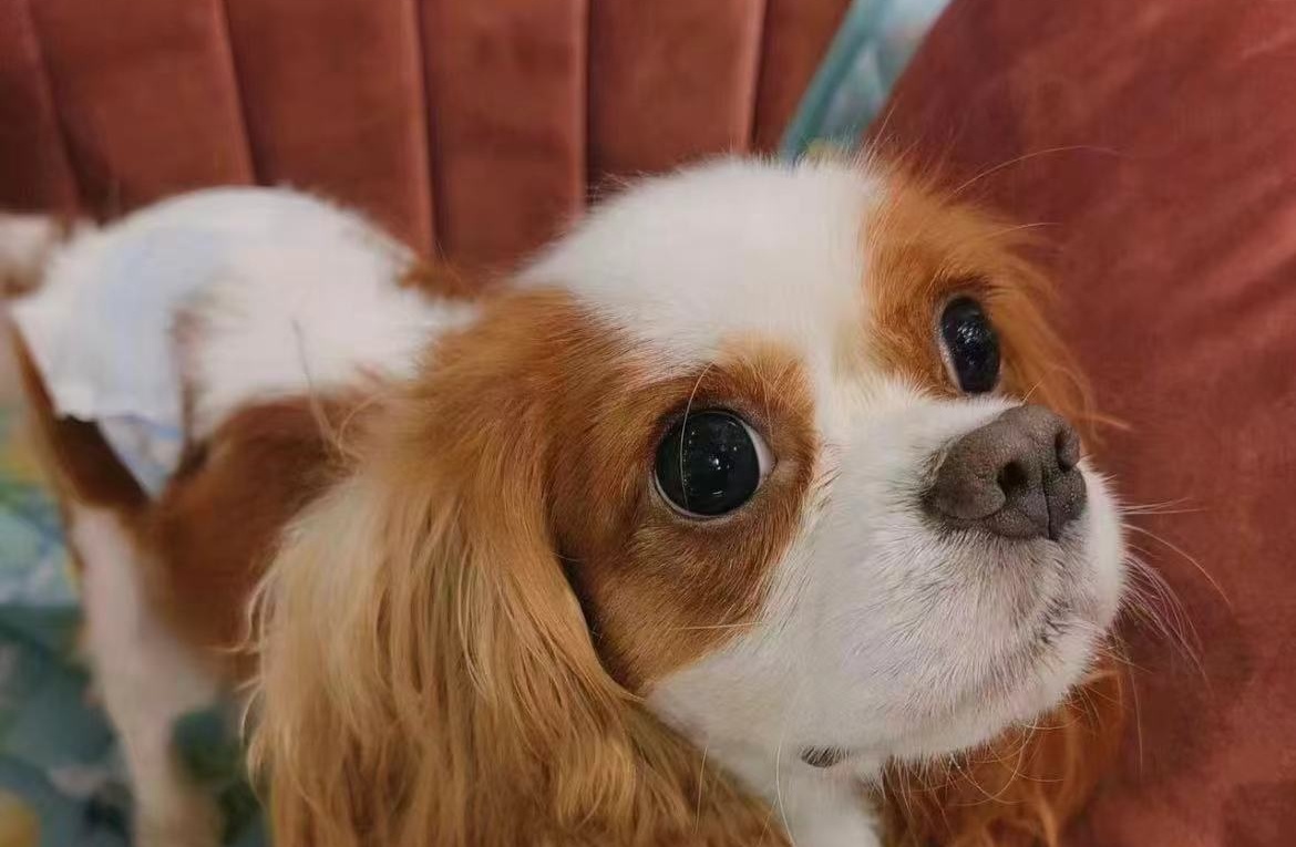 How to Include Your Dog in Your Wedding: 12 Meaningful Ideas reference image