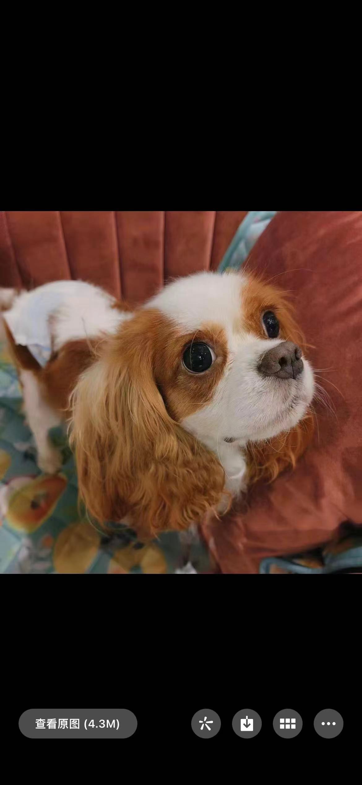 How to Include Your Dog in Your Wedding: 12 Meaningful Ideas reference image