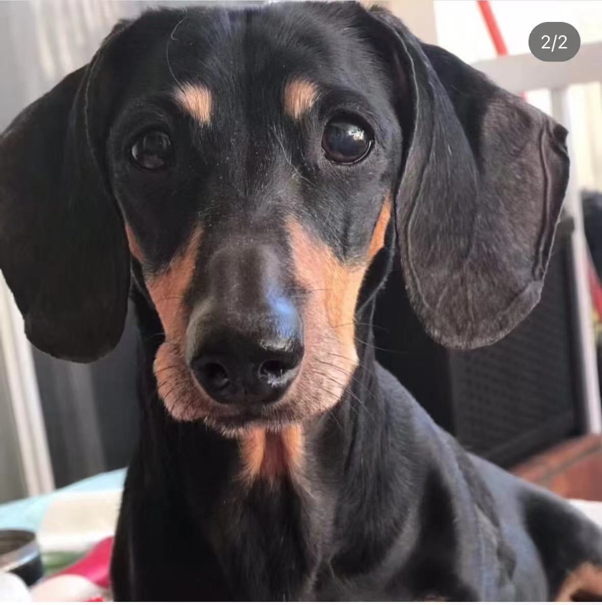 Gifts for Dachshund Owners That Look Like Their Actual Dog