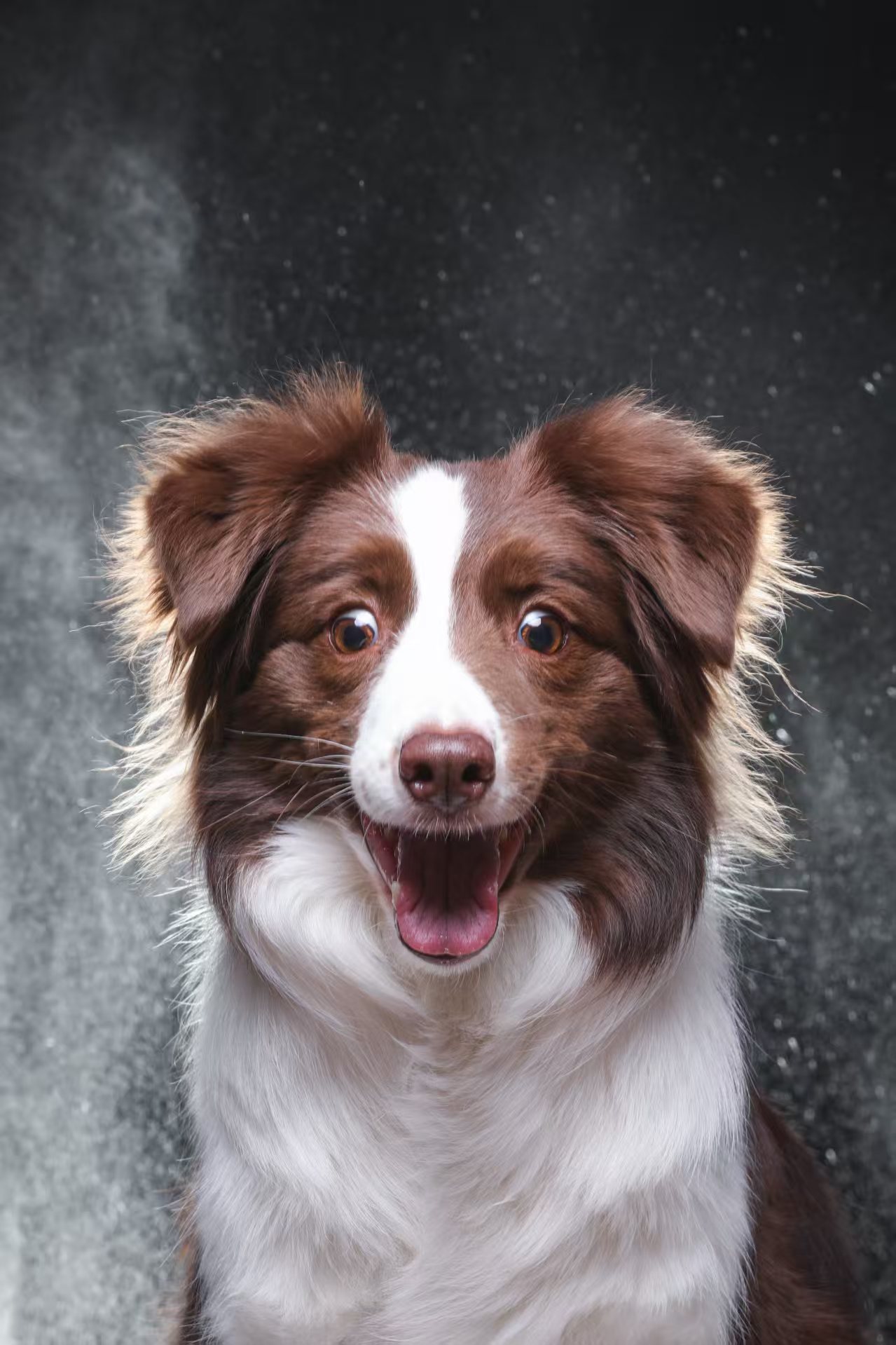 Personalised Border Collie Gifts That Preserve the Markings You Know by Heart