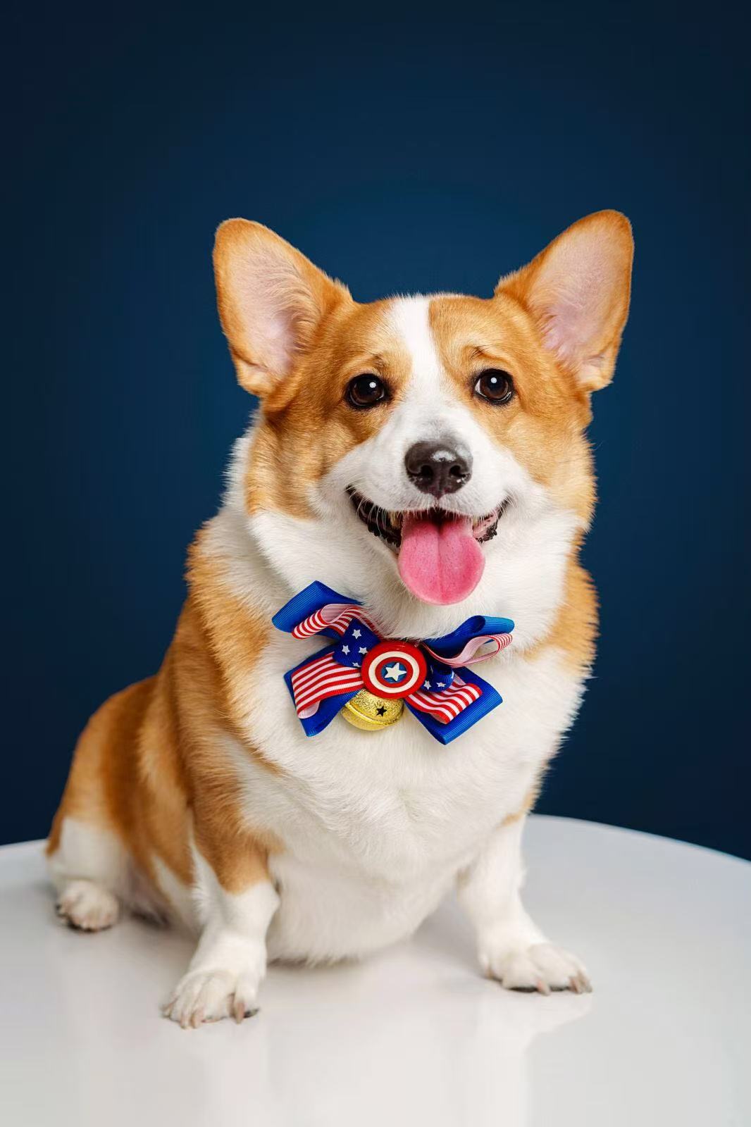 Halloween Gifts for Corgi Lovers That Feel Personal After October