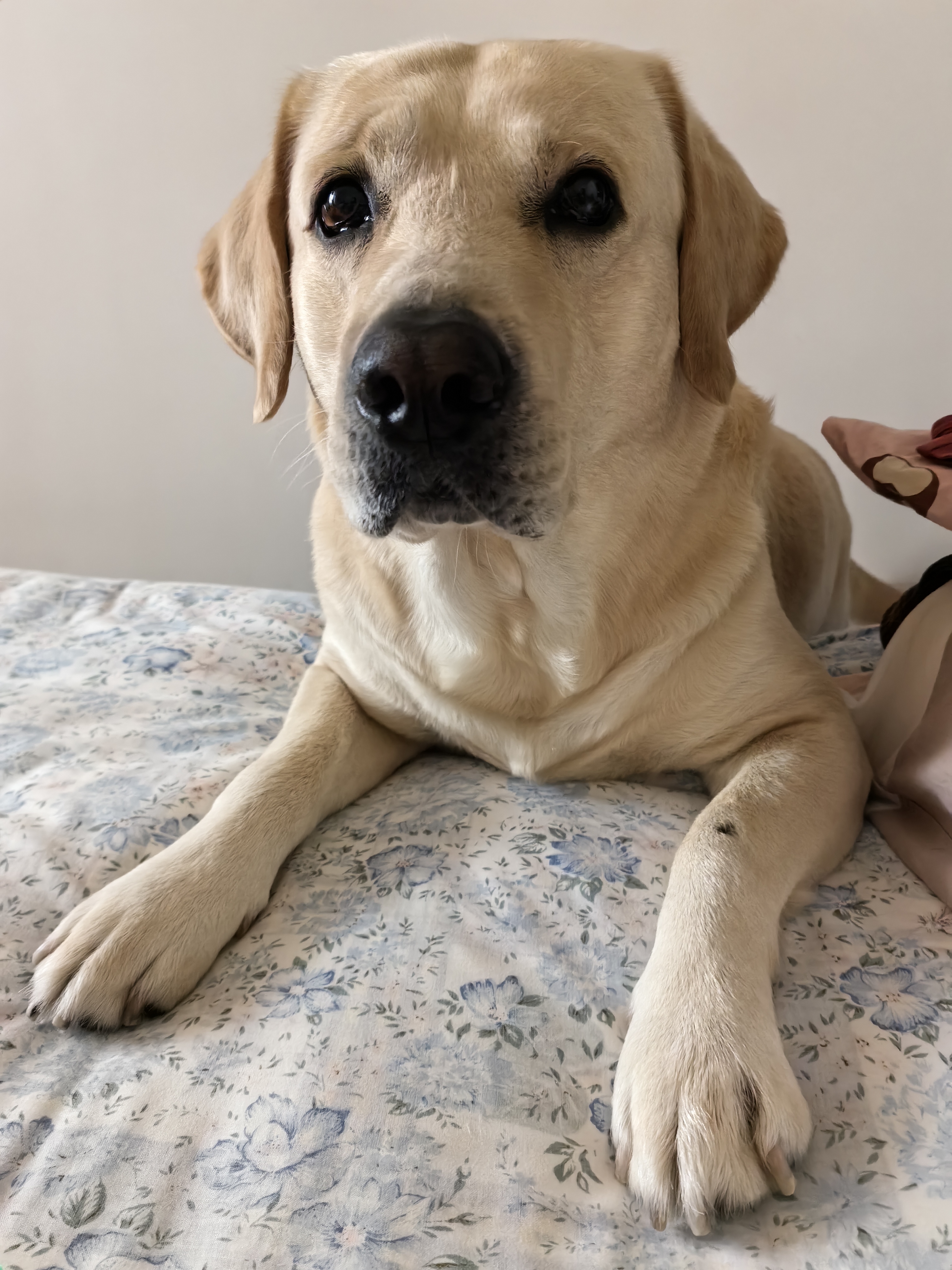 Personalised Labrador Gifts Built Around Their Own Dog