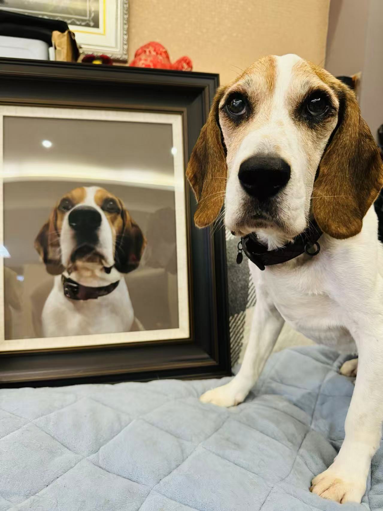 How Is a Custom Pet Doll Made? A Real Beagle From Photo to Handmade Character