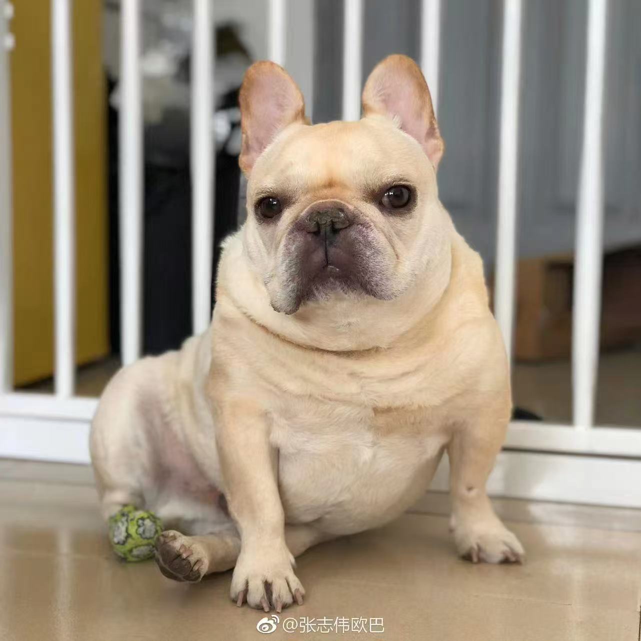 Personalised French Bulldog Gifts That Begin With the Dog, Not the Outfit